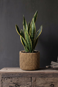 Bazar Bizar Betonnen Plantenpot Rattan Naturel Ø20 x H17,5 cm