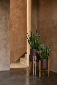 Bazar Bizar Betonnen Plantenpot Forked Root Naturel/Bruin 30 x 28 x 66 cm